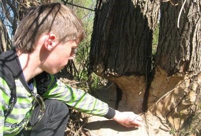 «Инженеры экосистем» – бобры